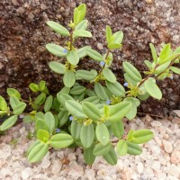Polygala chinensis L.